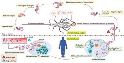 The Complement System: A Prey of Trypanosoma cruzi